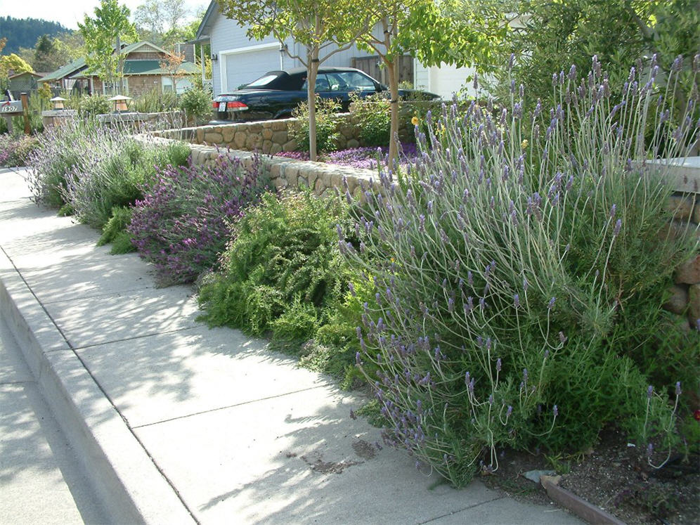 Sidewalk Plantings