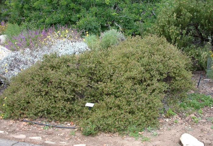 Plant photo of: Arctostaphylos 'Monterey Carpet'