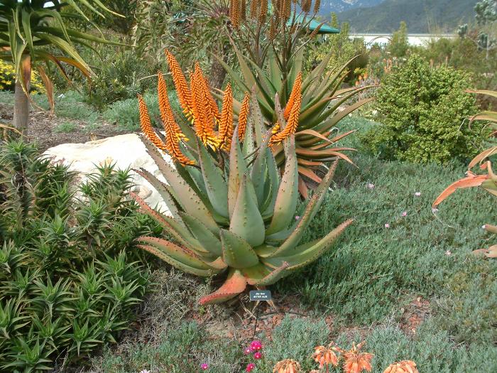 Plant photo of: Aloe ferox