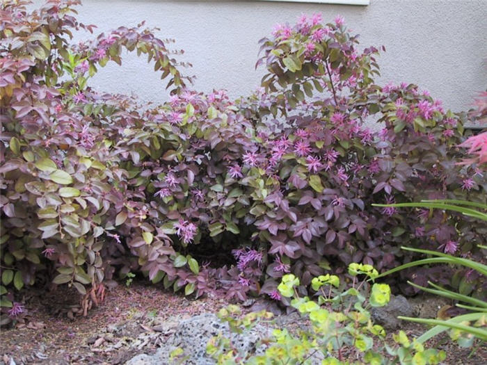 Plant photo of: Loropetalum chinese purple cvs.