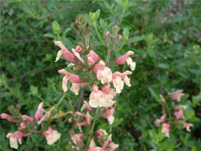 Plant photo of: Salvia greggii 'Rose Pink'
