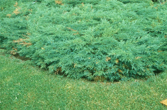 Plant photo of: Juniperus sabina Skandia
