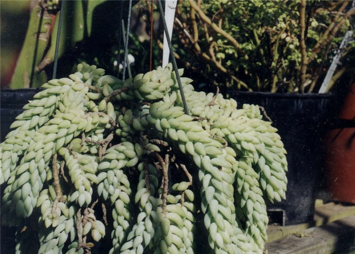 Plant photo of: Crassula ovata 'Crosby's Dwarf'