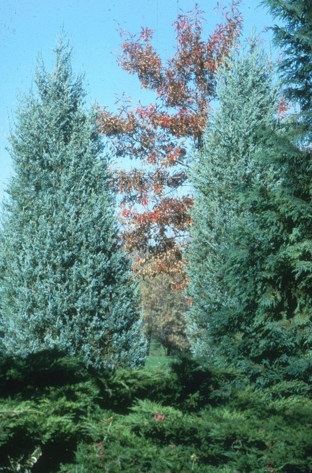 Plant photo of: Juniperus chinensis 'Blue Haven'