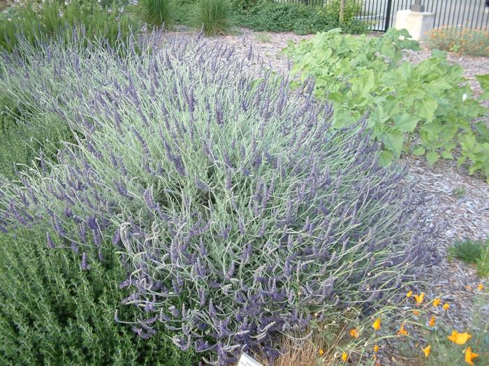 Goodwin Creek Grey Lavender