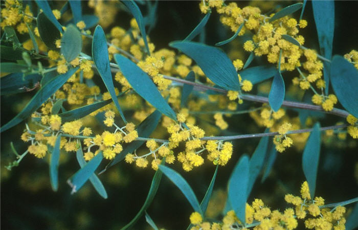 Plant photo of: Acacia redolens 'Low Boy'