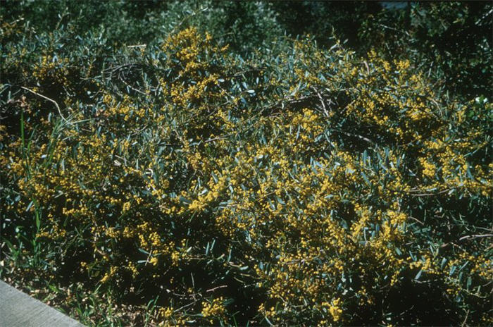 Plant photo of: Acacia redolens 'Low Boy'