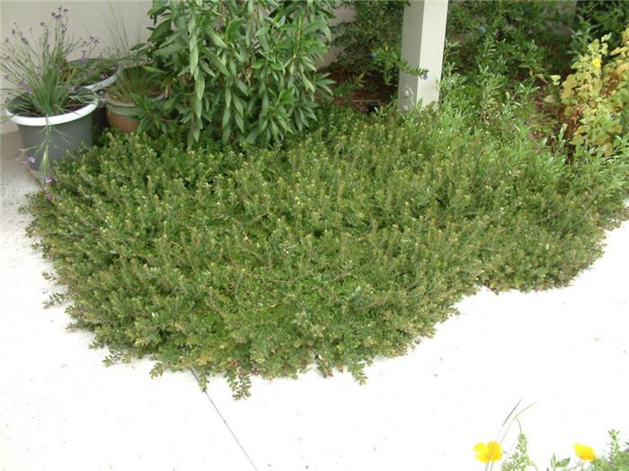 Plant photo of: Arctostaphylos den. 'Emerald Carpet'
