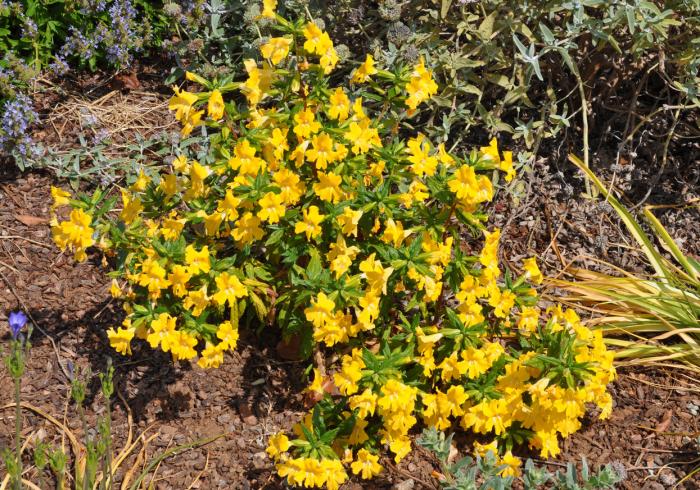 Plant photo of: Mimulus 'Yellow'