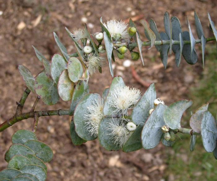 Plant photo of: Eucalyptus pulverulenta