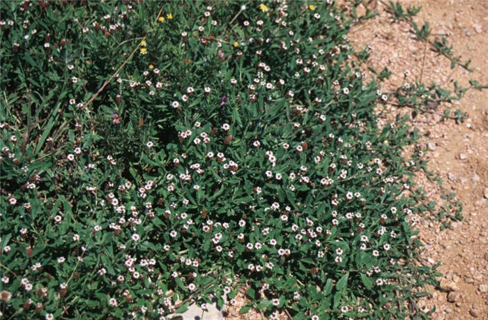 Pink Groundcover Lippia