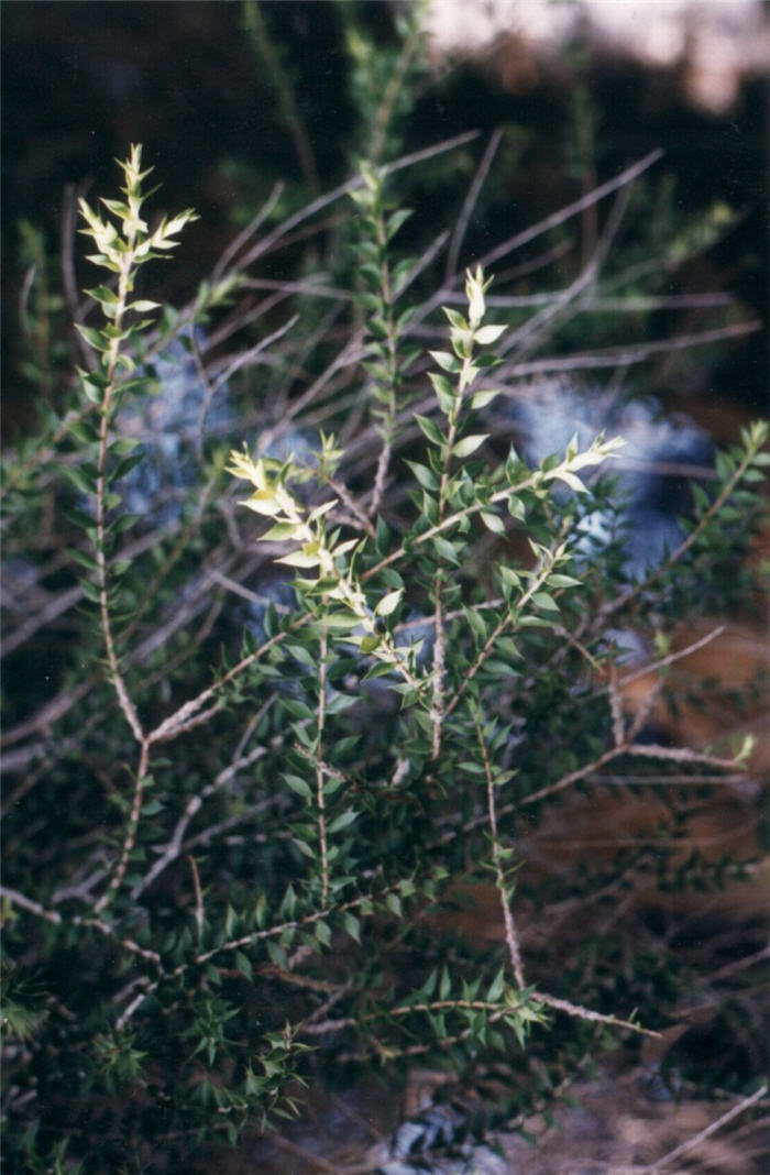 Plant photo of: Melaleuca styphelioides