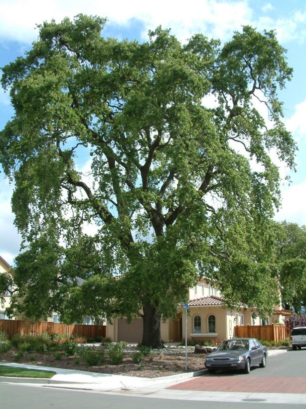 Valley Oak, California White Oak