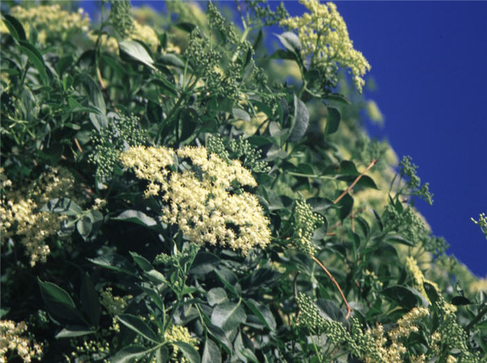 Plant photo of: Sambucus nigra cabrulea