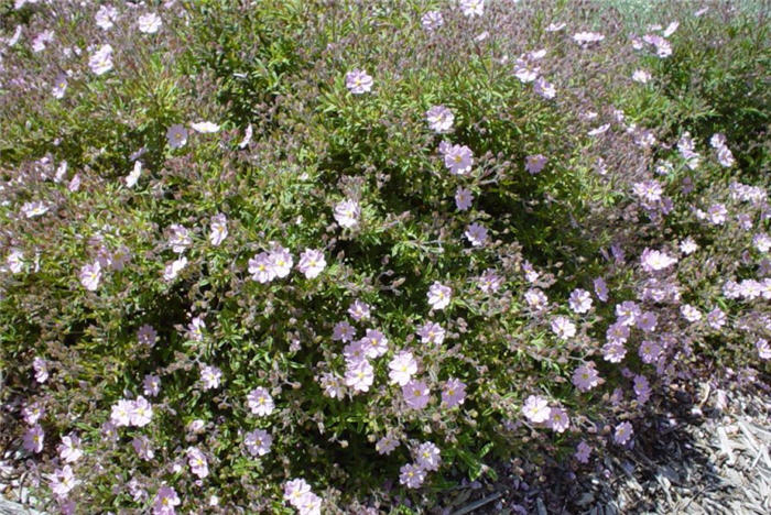 Plant photo of: Cistus X skanbergii