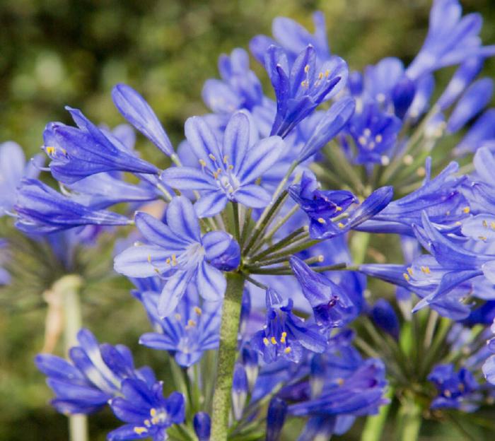 Plant photo of: Agapanthus 'Little Blue Fountain'