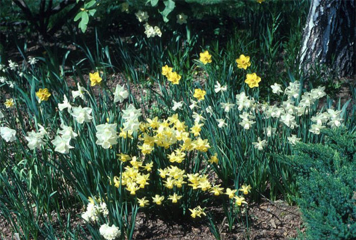 Plant photo of: Narcissus