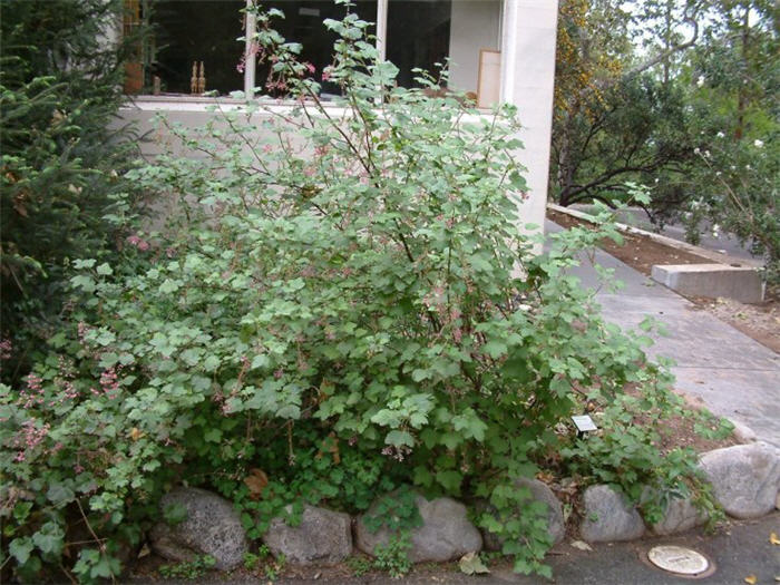 Plant photo of: Ribes sanguineum glutinosum