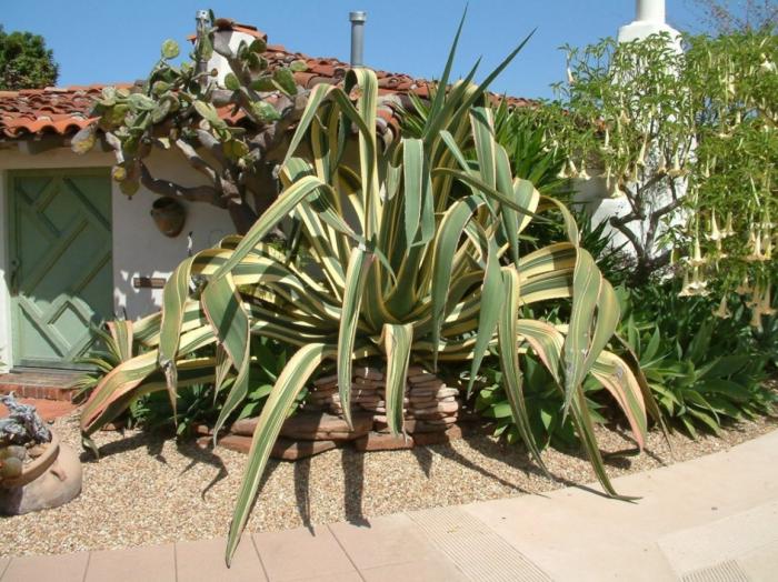 Plant photo of: Agave americana 'Variegata'