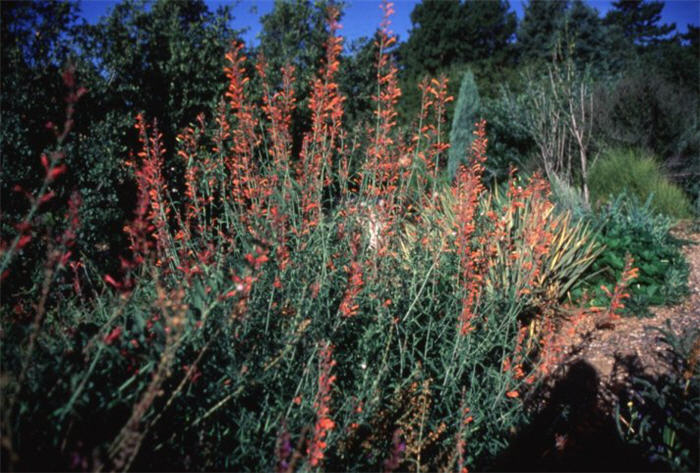 Plant photo of: Agastache rupestris
