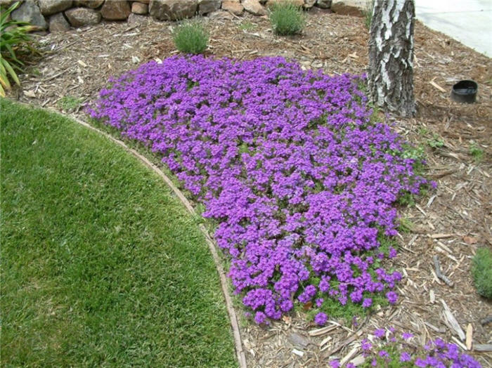 Verbena canadensis 'Homestead Purple'