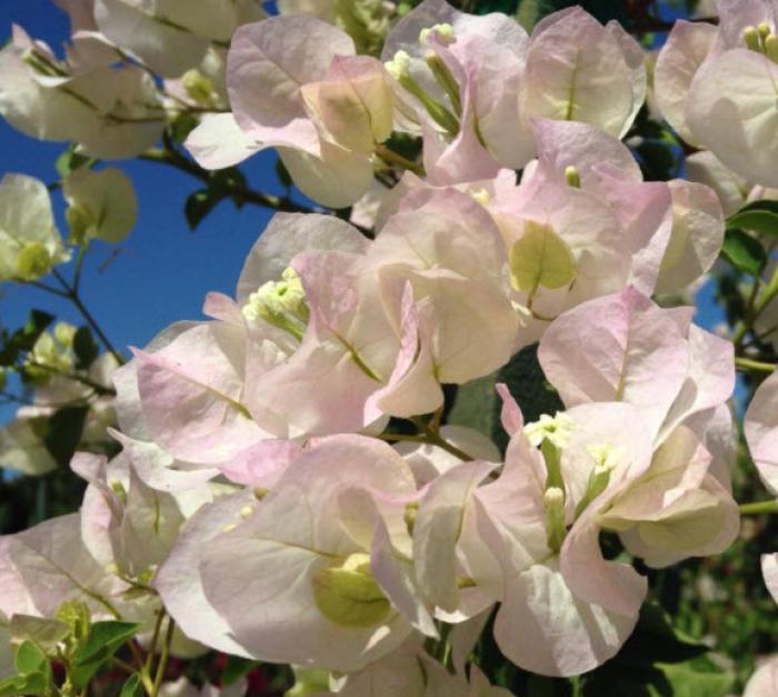 Plant photo of: Bougainvillea 'Jamaica White'
