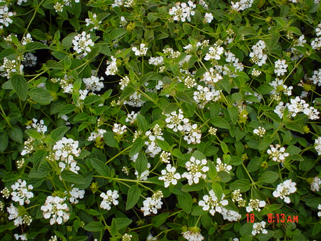 Plant photo of: Lantana montevidensis 'Alba'
