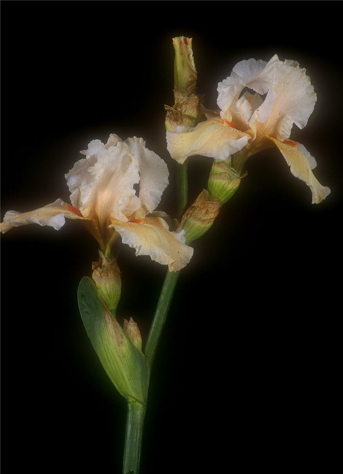 Plant photo of: Iris bearded 'Coral Beads'