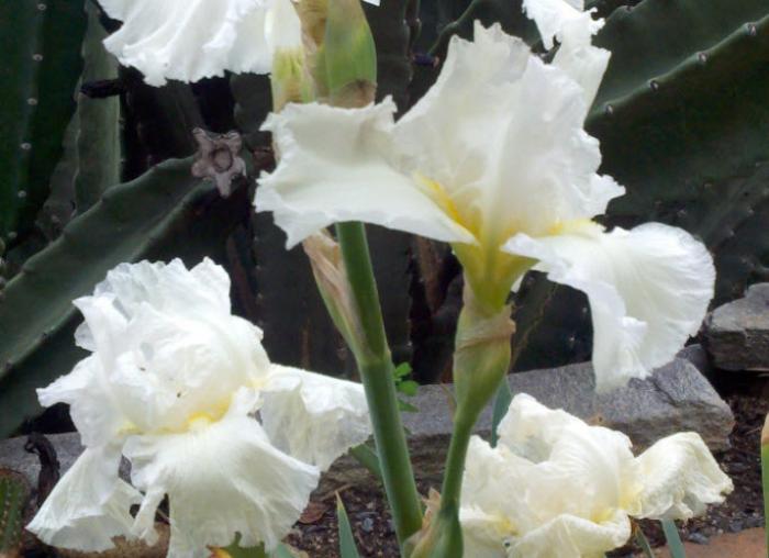 Plant photo of: Iris bearded 'Frequent Flyer'