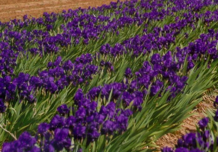 Plant photo of: Iris bearded 'Grandma's Purple Flag'