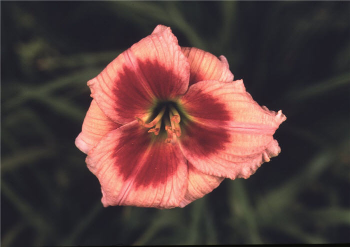 Plant photo of: Hemerocallis 'Master Magician'