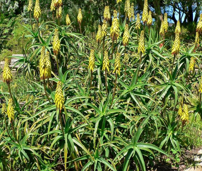 Plant photo of: Aloe striatula