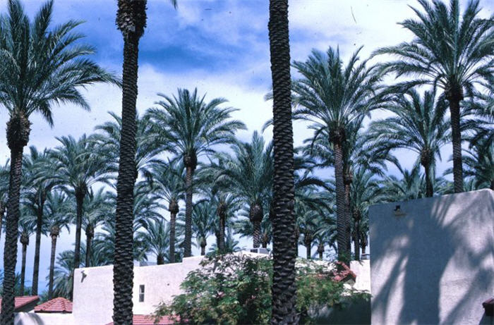 Date Palm, Desert Date Palm