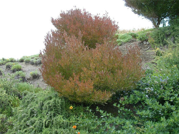 Purple Hopseed Bush