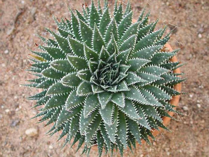 Plant photo of: Aloe aristata