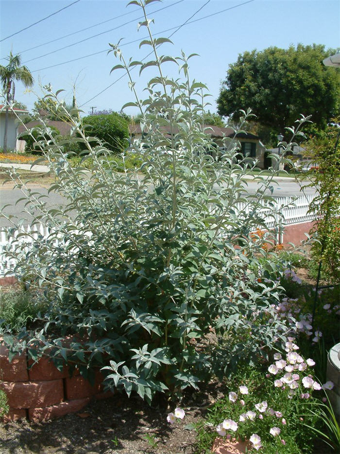 Plant photo of: Buddleia davidii 'Lochinch'