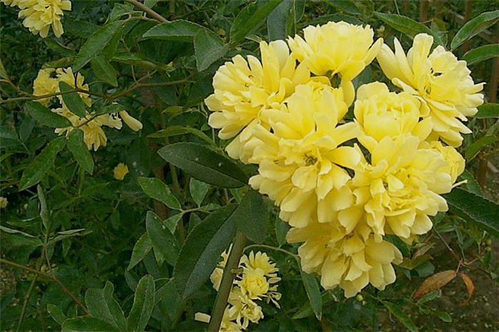 Lady Banks' Yellow Rose
