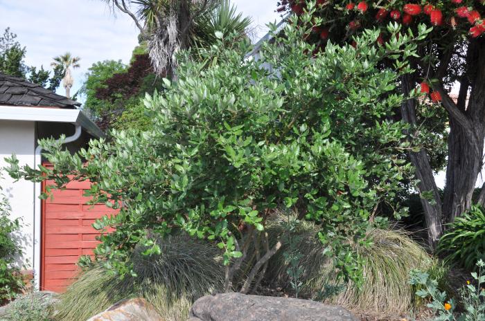 Plant photo of: Garrya elliptica 'James Roof'