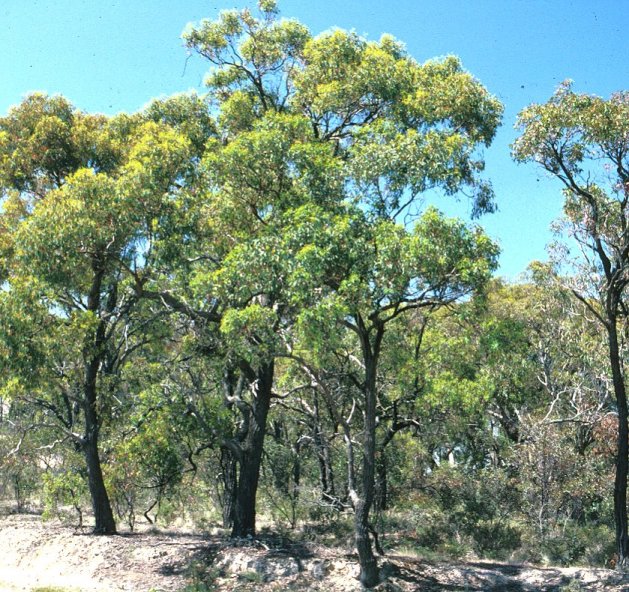 Plant photo of: Eucalyptus sideroxylon 'Rosea'