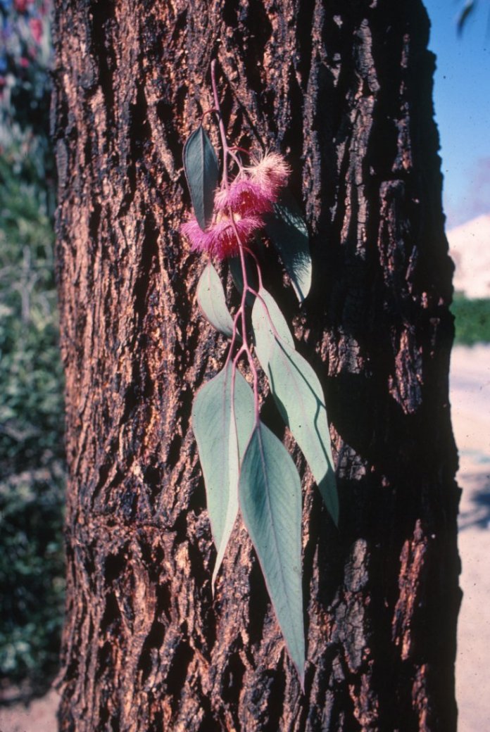 Plant photo of: Eucalyptus sideroxylon 'Rosea'
