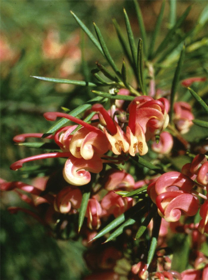 Plant photo of: Grevillea 'Noelii'