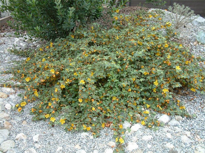 Plant photo of: Fremontodendron californica ssp. decumbe