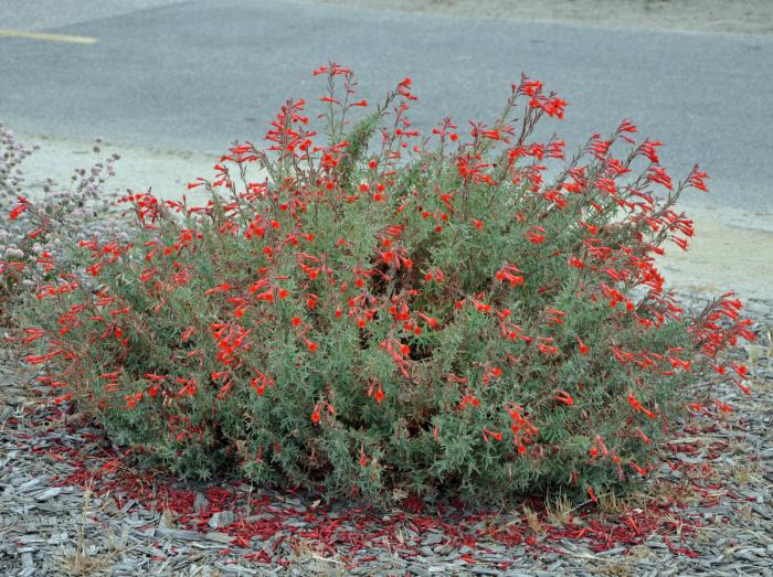 California Fuchsia, Zaushneria
