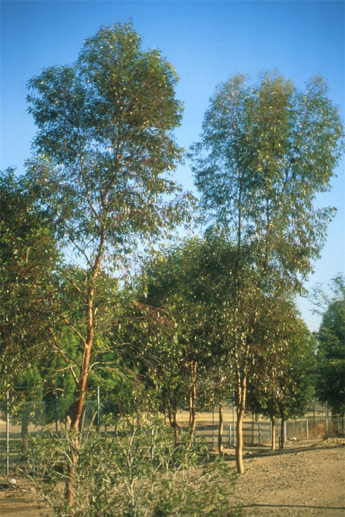 Plant photo of: Eucalyptus salmonophloia