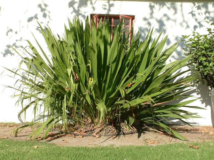 Plant photo of: Doryanthes palmeri