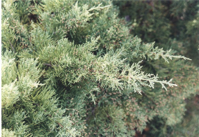 Juniperus x pfitzeriana