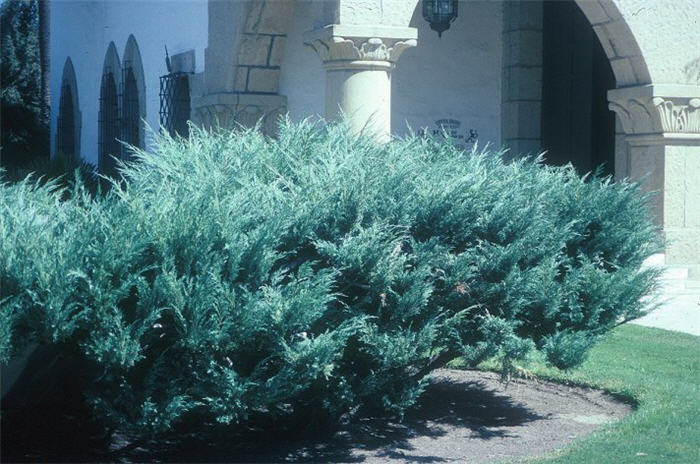 Plant photo of: Juniperus x pfitzeriana 'Glauca'