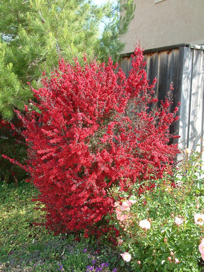 Plant photo of: Leptospermum scoparium 'Red Damask'