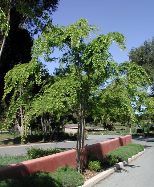 Ulmus parvifolia 'Drake'