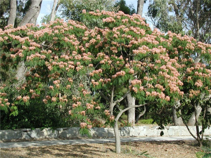 Mimosa, Silk Tree
